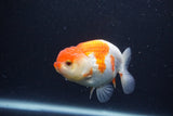 Juvenile Lionchu  Red White 3.5 Inch (ID#1231R11a-9) Free2Day SHIPPING