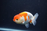 Juvenile Lionchu  Red White 3.5 Inch (ID#1231R11a-9) Free2Day SHIPPING