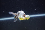 Bubble Eye  Calico 3.5 Inch (ID#228Be12c-99) Free2Day SHIPPING