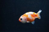 Baby Ranchu  Sakura 3 Inch (ID#1227R9c-26) Free2Day SHIPPING