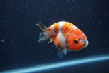 Juvenile Ranchu  Calico 3.5 Inch (ID#1224R9b-51) Free2Day SHIPPING