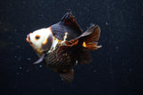 Ryukin  Tricolor 3.5 Inch (ID#404Ry1a-108) Free2Day SHIPPING