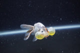 Bubble Eye  Calico 3.5 Inch (ID#228Be12c-99) Free2Day SHIPPING