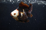 Ryukin  Tricolor 3.5 Inch (ID#404Ry1a-108) Free2Day SHIPPING