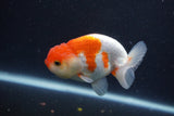 Juvenile Lionchu  Red White 3.5 Inch (ID#1231R11a-9) Free2Day SHIPPING