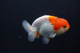 Juvenile Lionchu  Red White 3.5 Inch (ID#1231R11a-9) Free2Day SHIPPING