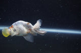 Bubble Eye  Calico 3.5 Inch (ID#228Be12c-99) Free2Day SHIPPING