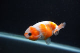 Baby Ranchu  Sakura 3 Inch (ID#1227R9c-27) Free2Day SHIPPING