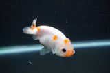 Baby Ranchu  Sakura 3 Inch (ID#1227R9c-27) Free2Day SHIPPING