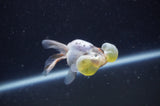 Bubble Eye  Calico 3.5 Inch (ID#228Be12c-99) Free2Day SHIPPING
