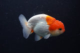 Juvenile Lionchu  Red White 3.5 Inch (ID#1231R11a-9) Free2Day SHIPPING