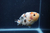 Juvenile Ranchu  Calico 3 Inch (ID#1224R9b-52) Free2Day SHIPPING