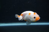 Baby Ranchu  Sakura 3 Inch (ID#1227R9c-27) Free2Day SHIPPING