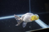 Bubble Eye  Calico 3.5 Inch (ID#228Be12c-99) Free2Day SHIPPING
