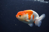 Juvenile Lionchu  Red White 3.5 Inch (ID#1231R11a-9) Free2Day SHIPPING