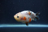 Juvenile Ranchu  Calico 3 Inch (ID#1224R9b-52) Free2Day SHIPPING