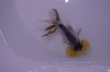Bubble Eye  Calico 3.5 Inch (ID#228Be12c-99) Free2Day SHIPPING
