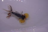 Bubble Eye  Calico 3.5 Inch (ID#228Be12c-99) Free2Day SHIPPING
