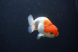 Juvenile Lionchu  Red White 3.5 Inch (ID#1231R11a-9) Free2Day SHIPPING