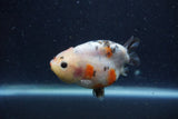 Juvenile Ranchu  Calico 3 Inch (ID#1224R9b-52) Free2Day SHIPPING