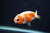 Baby Ranchu  Sakura 3 Inch (ID#1227R9c-27) Free2Day SHIPPING