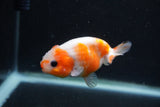 Baby Ranchu  Sakura 3 Inch (ID#1227R9c-27) Free2Day SHIPPING