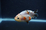 Juvenile Ranchu  Calico 3 Inch (ID#1224R9b-52) Free2Day SHIPPING