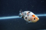 Juvenile Ranchu  Calico 3 Inch (ID#1224R9b-52) Free2Day SHIPPING