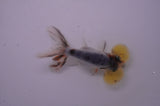Bubble Eye  Calico 3.5 Inch (ID#228Be12c-99) Free2Day SHIPPING