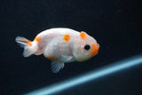 Baby Ranchu  Sakura 3 Inch (ID#1227R9c-27) Free2Day SHIPPING