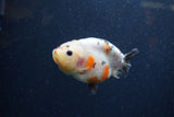 Juvenile Ranchu  Calico 3 Inch (ID#1224R9b-52) Free2Day SHIPPING