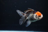 Juvenile Thai Oranda  Tricolor 4 Inch (ID#1112To13b-87) Free2Day SHIPPING