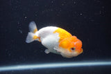 Juvenile Lionchu  Red White 3.5 Inch (ID#1231R11a-10) Free2Day SHIPPING