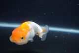 Juvenile Lionchu  Red White 3.5 Inch (ID#1231R11a-10) Free2Day SHIPPING