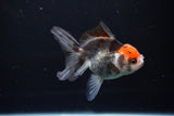 Juvenile Thai Oranda  Tricolor 4 Inch (ID#1112To13b-87) Free2Day SHIPPING