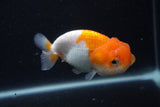 Juvenile Lionchu  Red White 3.5 Inch (ID#1231R11a-10) Free2Day SHIPPING