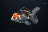 Juvenile Thai Oranda  Tricolor 4 Inch (ID#1112To13b-87) Free2Day SHIPPING