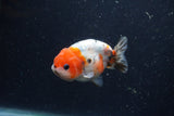 Juvenile Ranchu  Calico 3 Inch (ID#1224R9b-53) Free2Day SHIPPING