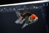 Juvenile Thai Oranda  Tricolor 4 Inch (ID#1112To13b-87) Free2Day SHIPPING