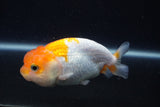 Juvenile Lionchu  Red White 3.5 Inch (ID#1231R11a-10) Free2Day SHIPPING