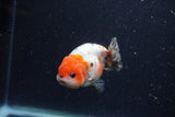 Juvenile Ranchu  Calico 3 Inch (ID#1224R9b-53) Free2Day SHIPPING