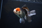 Juvenile Thai Oranda  Tricolor 4 Inch (ID#1112To13b-87) Free2Day SHIPPING