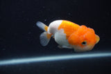 Juvenile Lionchu  Red White 3.5 Inch (ID#1231R11a-10) Free2Day SHIPPING