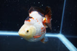 Ryukin  Tricolor 4 Inch (ID#404Ry1a-110) Free2Day SHIPPING