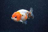 Juvenile Ranchu  Calico 3 Inch (ID#1224R9b-53) Free2Day SHIPPING