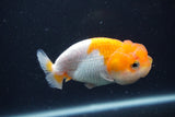 Juvenile Lionchu  Red White 3.5 Inch (ID#1231R11a-10) Free2Day SHIPPING