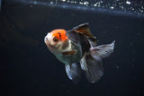 Juvenile Thai Oranda  Tricolor 4 Inch (ID#1112To13b-87) Free2Day SHIPPING