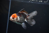 Juvenile Thai Oranda  Tricolor 4 Inch (ID#1112To13b-87) Free2Day SHIPPING