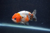 Juvenile Ranchu  Calico 3 Inch (ID#1224R9b-53) Free2Day SHIPPING