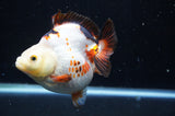Ryukin  Tricolor 4 Inch (ID#404Ry1a-110) Free2Day SHIPPING